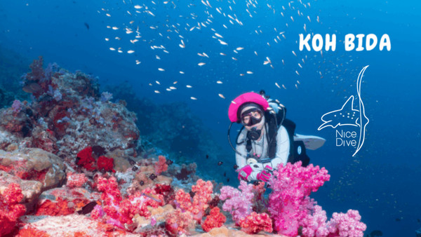 KOH BIDA – Nice Dive