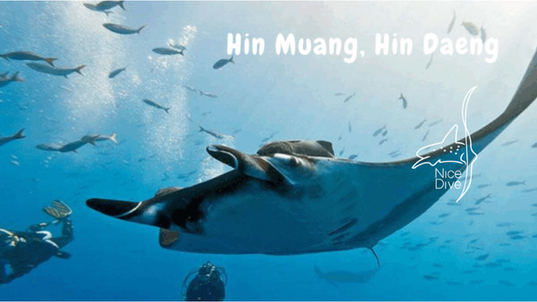 HIN MUANG, HIN DAENG – Nice Dive