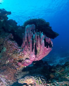 KOH HAA – Nice Dive - Photo 6