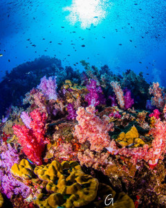 KOH HAA – Nice Dive - Photo 4