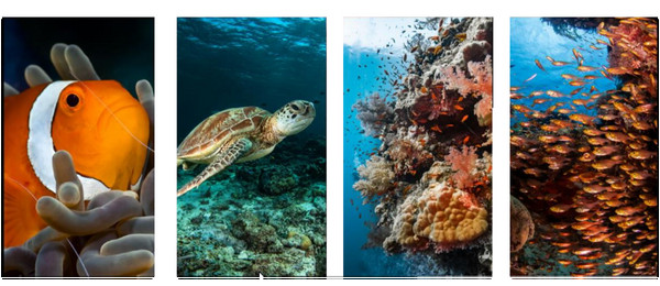 KOH HAA – Nice Dive - Photo 2