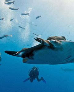 KOH BIDA – Nice Dive - Photo 5