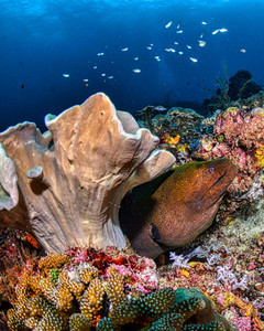 HIN MUANG, HIN DAENG – Nice Dive - Photo 2