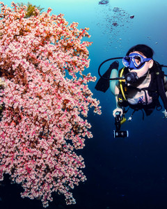 HIN MUANG, HIN DAENG – Nice Dive - Photo 3