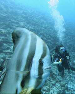 HIN MUANG, HIN DAENG – Nice Dive - Photo 4