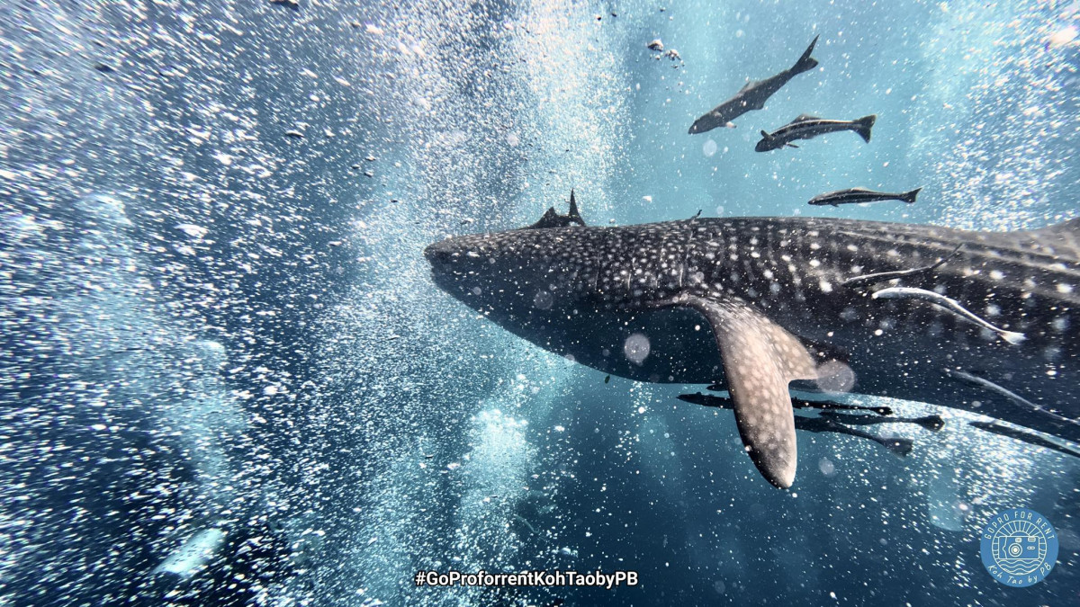 GoPro, DJI, Instax FOR RENT - Photo 1