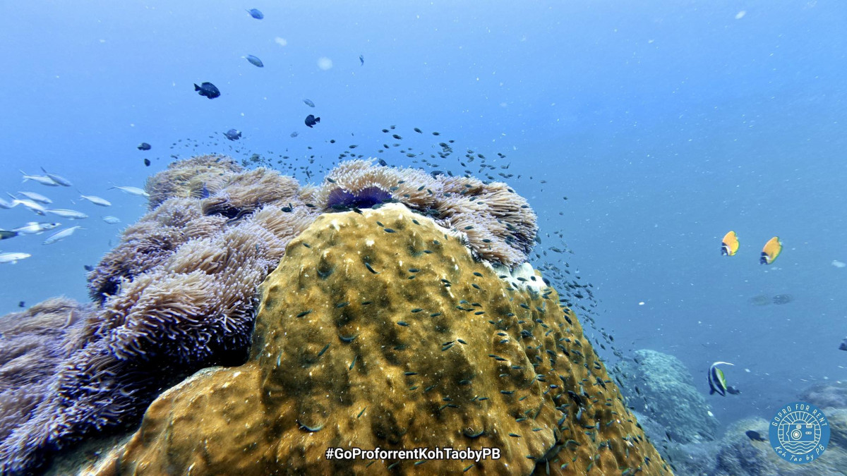 GoPro, DJI, Instax FOR RENT - Photo 3