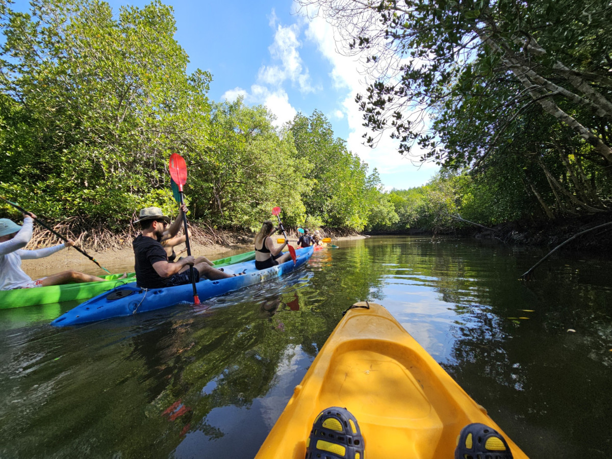 Mangrove Tour (Half-day) - Photo 4