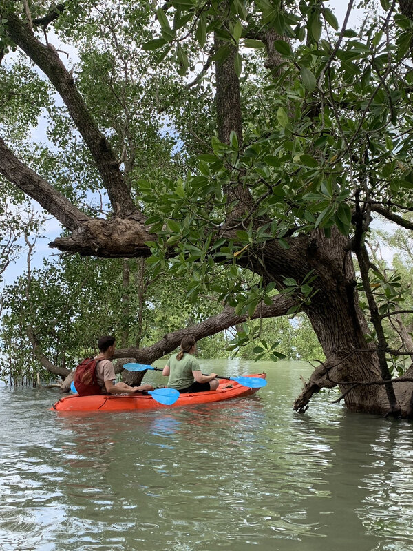Mangrove Tour (Half-day) - Photo 5