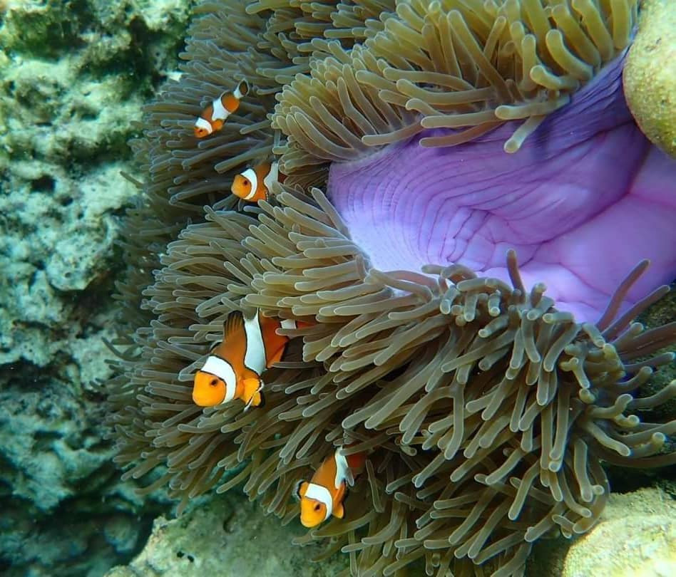 Koh Phee + Talabeng + Bubu Island + Mangrove - Photo 3