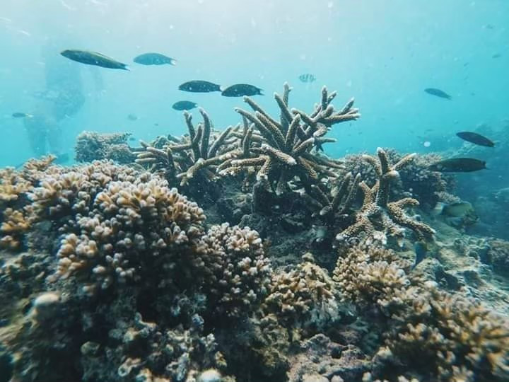 🚤 4 Islands Tour by Longtail Boat by Lanta Kayaking - Photo 2