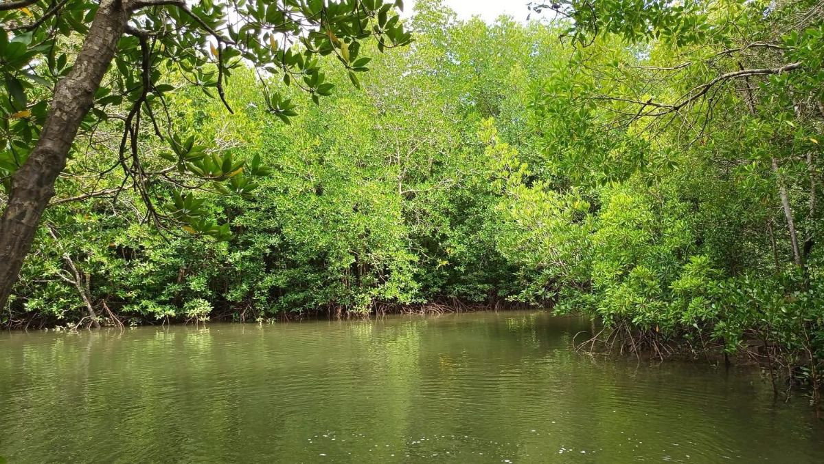 Mangrove Kayaking or Longtail + FRESH COFFE – Local Style Tour - Photo 6