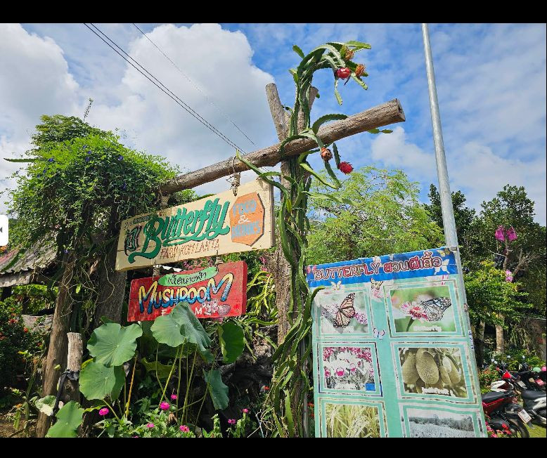Mangrove Tour + BUTTERFLY Farm – Local Style Tour - Photo 1