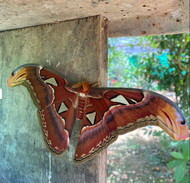 Mangrove Tour + BUTTERFLY Farm – Local Style Tour - Photo 2