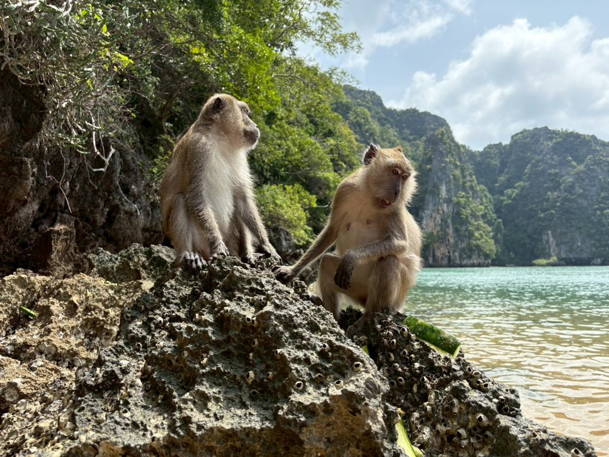Mangrove Boat Trip – Local Guide + Lunch - Photo 5